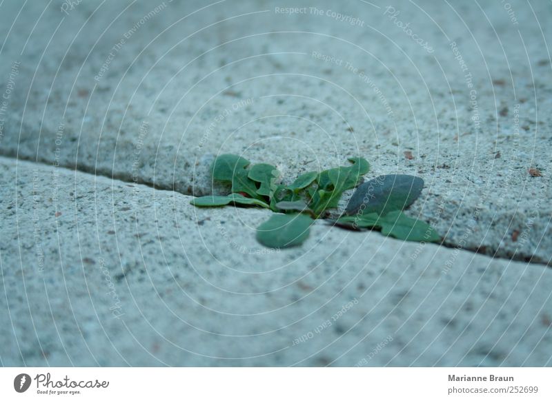 Löwenzahn Pflanze klein grün violett Kraft Terrasse Beton Betonplatte Fuge Strukturen & Formen Lebenskraft Natur unvermeidbar Wachstum Farbfoto Außenaufnahme