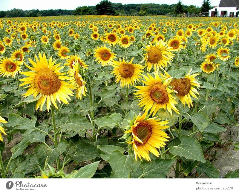 Sonnenblumen Sommer Landwirtschaft Ölfrucht Erneuerbare Energie Umwelt mehrfarbig