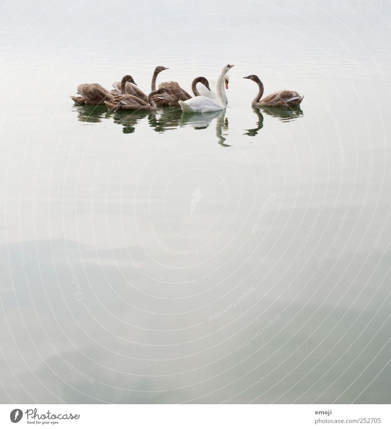 Schwanensee | Der Aussenseiter Wasser schlechtes Wetter Nebel See Tiergruppe Tierfamilie grau trist Traurigkeit Farbfoto Gedeckte Farben Außenaufnahme