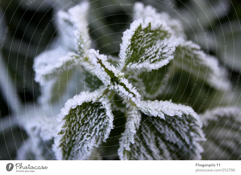 weißes Winterkleid Natur Herbst schlechtes Wetter Eis Frost Pflanze Gras Blatt Grünpflanze Nutzpflanze Blühend ruhig Brennnessel Brennnesselblatt grün Raureif