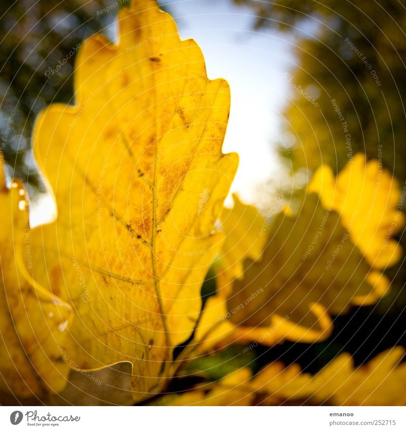 Herbst im Eichenwald Natur Landschaft Pflanze Himmel Sonne Klima Wetter Baum Blatt Garten alt dünn natürlich rund gelb Warmherzigkeit Eichenblatt Herbstlaub