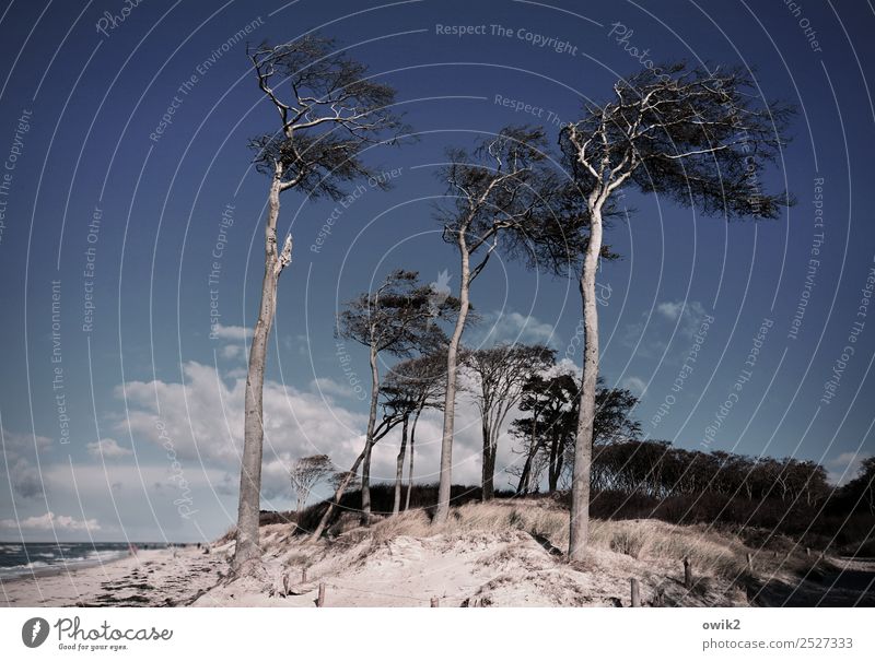Sturmfrisuren Umwelt Natur Landschaft Pflanze Himmel Wolken Horizont Schönes Wetter Wind Baum Windflüchter Küste Ostsee Weststrand frei Zusammensein groß hoch