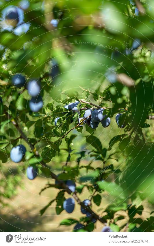 #S# Pflaumenbaum III Frucht Glück viele violett Gesunde Ernährung süß Bioprodukte Baum reif Garten Ernte lecker Tradition Heimat natürlich