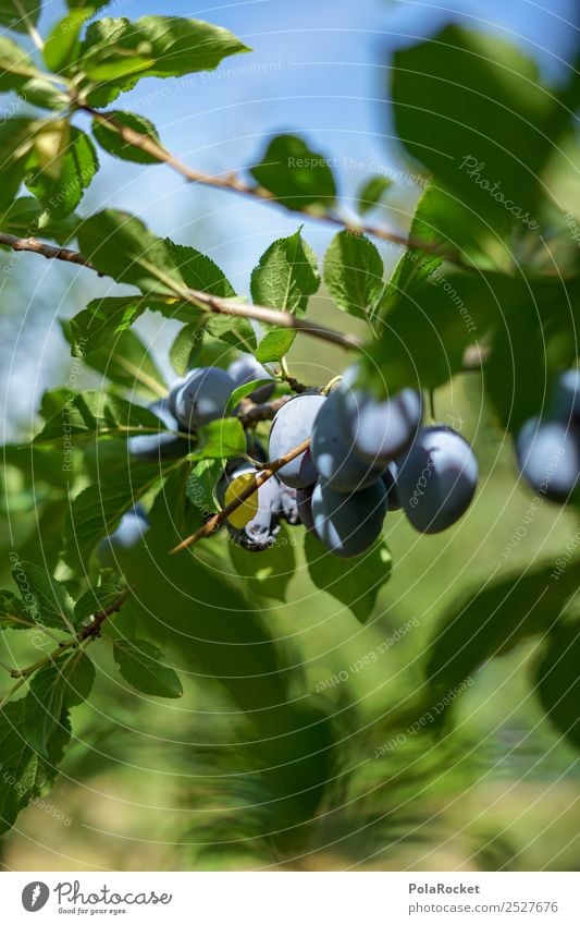 #S# Pflaumenbaum II Frucht Glück Bioprodukte Gesunde Ernährung Garten heimisch violett Heimat grün Landwirtschaft Baum reif Ernte lecker süß viele Nutzpflanze