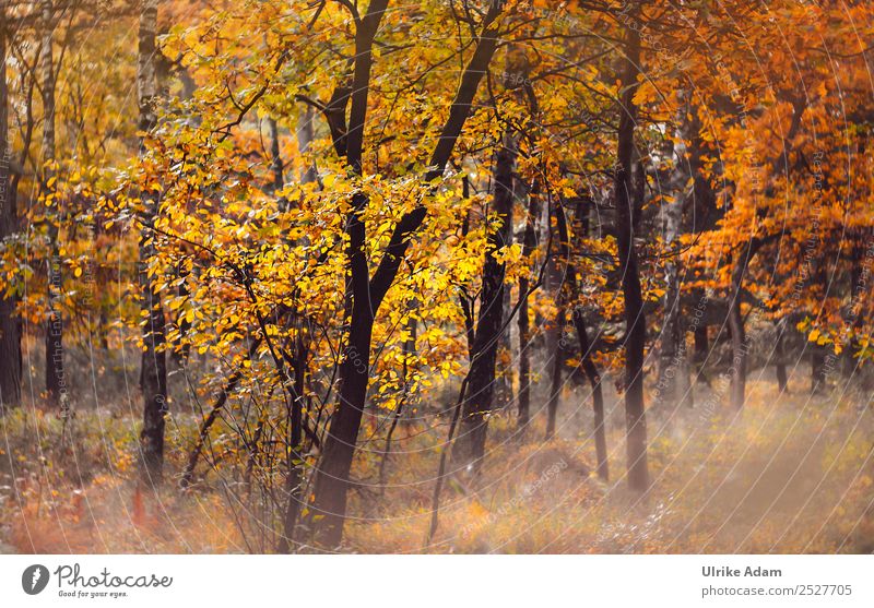 Herbstwald Tapete Erntedankfest Natur Landschaft Pflanze Baum Blatt Laubbaum Herbstlaub herbstlich Buche Eiche Buchenblatt Herbstfärbung Herbstlandschaft Wald