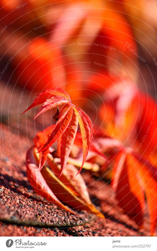 jahreszeit Umwelt Natur Pflanze Herbst Schönes Wetter Blatt frisch natürlich rot ruhig Wein Farbfoto mehrfarbig Außenaufnahme Detailaufnahme Menschenleer
