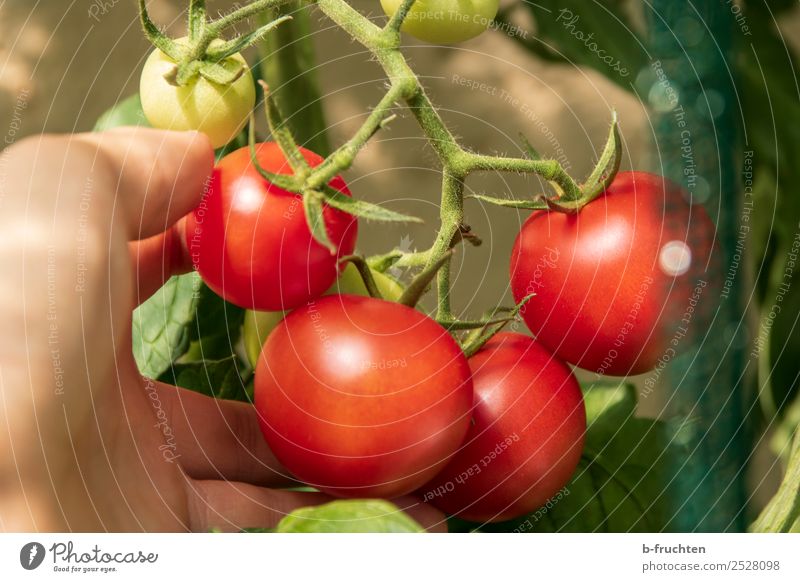 reife Tomaten an der Rispe Lebensmittel Gemüse Bioprodukte Gesunde Ernährung Landwirtschaft Forstwirtschaft Hand Finger Sommer Herbst Sträucher Nutzpflanze