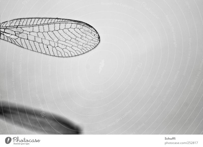 Zerbrechliche Präzision Tier Flügel 1 Kraft fein zerbrechlich Ordnung klug Schwarzweißfoto Detailaufnahme Makroaufnahme Muster Strukturen & Formen Menschenleer