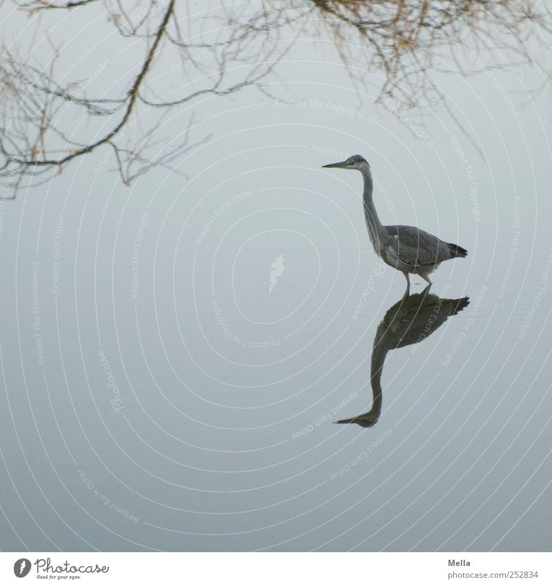 Reiherspiegel Umwelt Natur Landschaft Tier Wasser Ast Teich See Vogel Graureiher 1 gehen stehen ästhetisch schön natürlich blau Freiheit Reflexion & Spiegelung