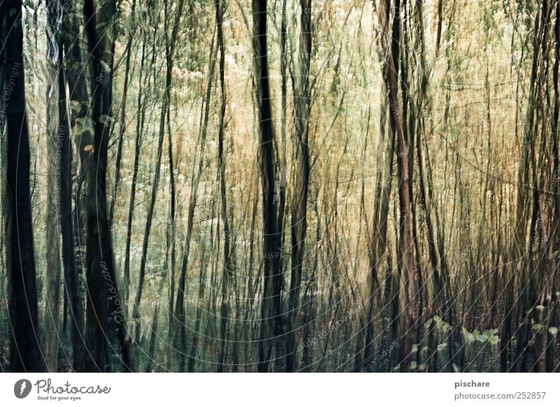 geordnetes Chaos Natur Baum Wald exotisch Design Kunst Farbfoto Außenaufnahme Experiment abstrakt Strukturen & Formen Tag Langzeitbelichtung Unschärfe