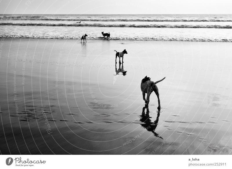 Stray Urelemente Sand Wasser Schönes Wetter Wellen Küste Strand Meer Tier Haustier Hund Fährte Tiergruppe Rudel Fernweh Natur Ferien & Urlaub & Reisen Ferne