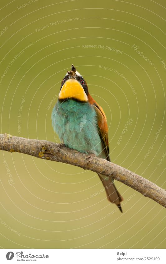 Kleiner Vogel, der auf einem Ast mit schönem Gefieder steht. exotisch Freiheit Natur Tier Biene glänzend füttern hell wild blau gelb grün rot weiß Farbe