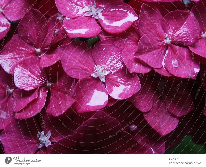 Nach dem Regen Blume Wassertropfen rosa Blüte Natur Pflanze