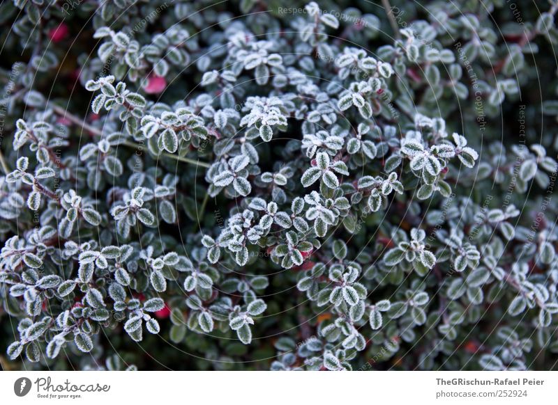 Frost Umwelt Natur Pflanze Winter Eis Blatt Grünpflanze Wildpflanze Hügel Berge u. Gebirge kalt nass grün rot weiß Farbfoto Außenaufnahme Morgen Morgendämmerung