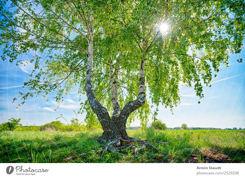 Birke mit Sonne Wellness Leben harmonisch Zufriedenheit Sinnesorgane Ausflug Sommer Sommerurlaub Umwelt Natur Landschaft Pflanze Himmel Frühling Baum Park Wiese