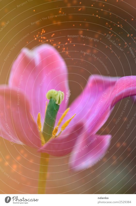 blühende rosa Tulpe schön Sommer Garten Natur Pflanze Blume Blüte frisch natürlich weich gelb grün Farbe Hintergrund geblümt Frühling Beautyfotografie Feld