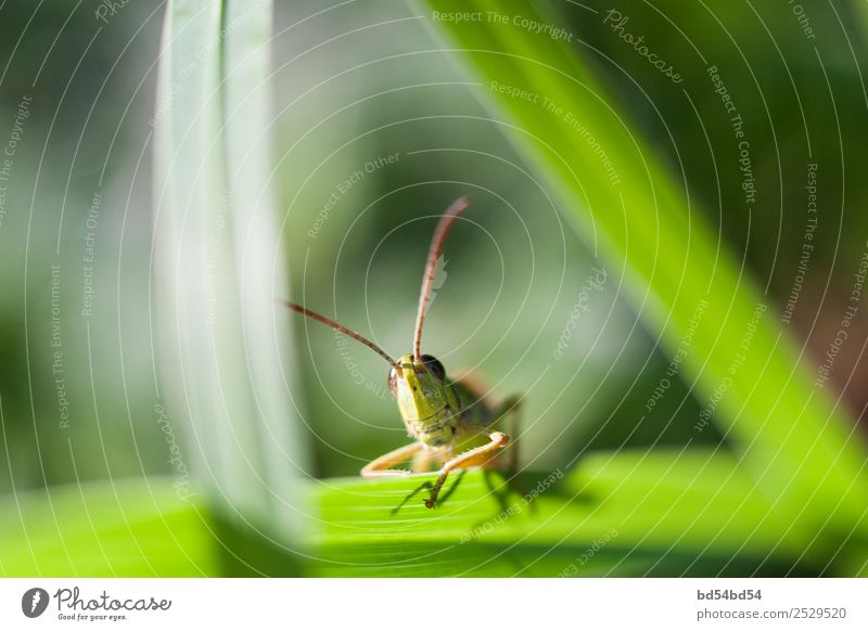 Der Grashüpfer sitzt auf dem Gras. Grashüpfer Makro. Insekt an einem Sommertag. Überwiegend grün. Das Insekt schaut in die Kamera. Heuschrecke Sitzen