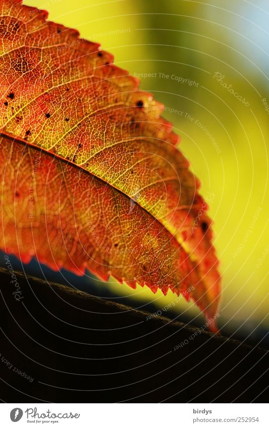 Herbstblatt Schönes Wetter Blatt leuchten ästhetisch frisch natürlich positiv schön Warmherzigkeit Leben Farbe Natur Wandel & Veränderung Blattadern gezackt rot