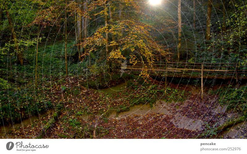 brückentag Natur Landschaft Herbst Schönes Wetter Urwald Alpen Schlucht Tobel Brücke Steg Holzsteg Holzbrücke wandern mehrfarbig Romantik Eistobel Herbstwald