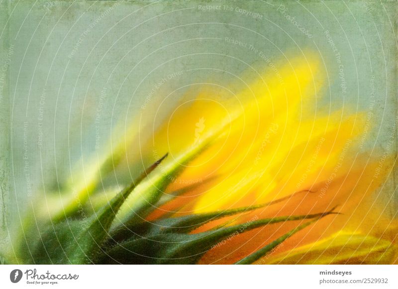 Teil einer Sonnenblume von hinten Natur Pflanze Blume Menschenleer Blumenstrauß Blühend Duft leuchten Blick träumen Wachstum ästhetisch natürlich gelb grün