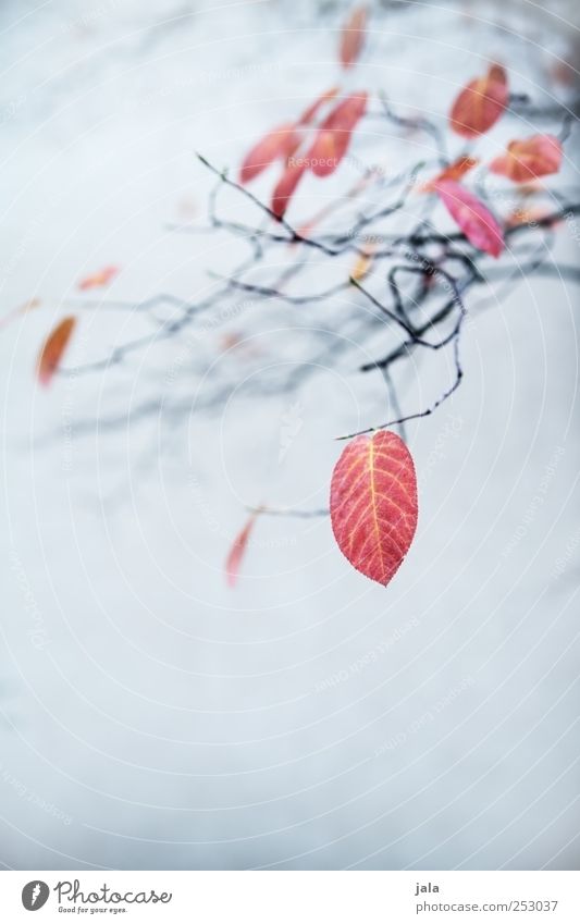 herbst Umwelt Natur Pflanze Herbst Blatt Ast ästhetisch schön blau rot schwarz Farbfoto Außenaufnahme Menschenleer Textfreiraum unten Hintergrund neutral Tag