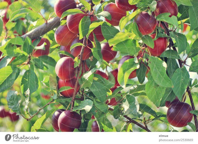 Mirabellen VI Lebensmittel Frucht Marmelade Bioprodukte Vegetarische Ernährung Natur Sommer Herbst Schönes Wetter Baum Blatt Pflaume Kirschpflaume Obstbaum