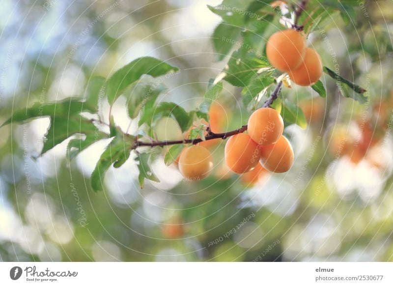 Mirabellen I Lebensmittel Frucht Sommer Herbst Baum Blatt Garten hängen klein saftig orange Ernte Erntedankfest Pflaume reif Obstbaum fruchtig Vegane Ernährung