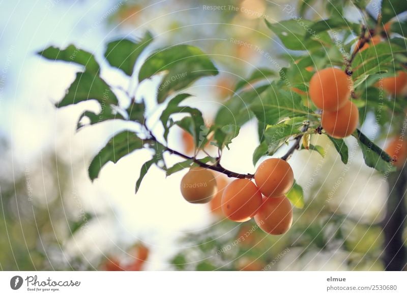 Mirabellen II Lebensmittel Frucht Marmelade Sommer Herbst Schönes Wetter Baum Blatt hängen klein orange genießen Pflaume fruchtig Ernte Obstbaum Zweige u. Äste