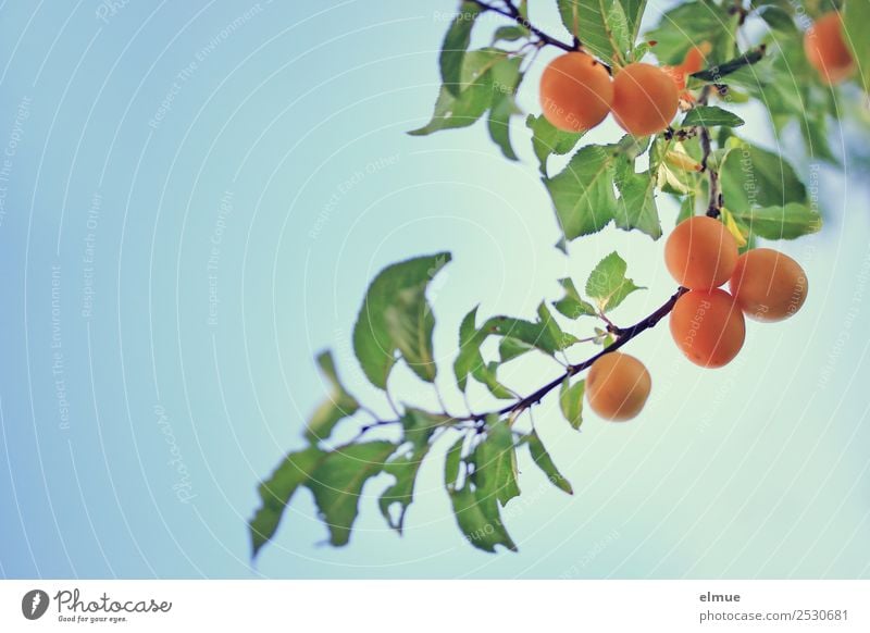 Mirabellen V Lebensmittel Frucht Marmelade Kirschpflaume Pflaume Obstbaum Ernährung Bioprodukte Pflanze Himmel Sommer Herbst Schönes Wetter Blatt Garten hängen
