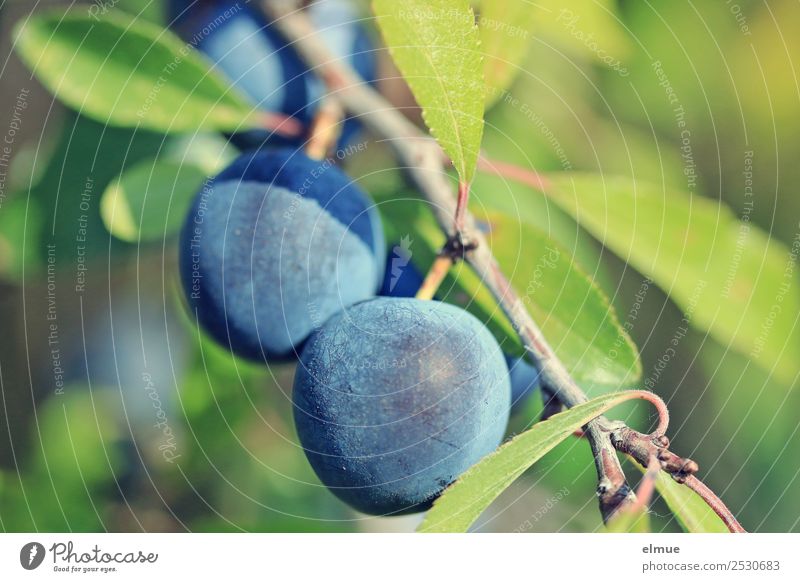 Schlehen Frucht Marmelade Likör Obstwein Nahrungsquelle Bioprodukte vitaminreich Natur Pflanze Sommer Herbst Schönes Wetter Baum Sträucher Wildpflanze