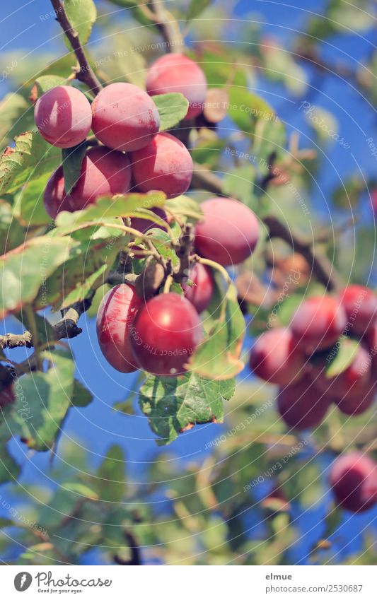 Zwetschgen Lebensmittel Frucht Ernährung Bioprodukte Vegetarische Ernährung Garten Natur Sommer Herbst Schönes Wetter Baum Blatt Pflaume hängen lecker reif