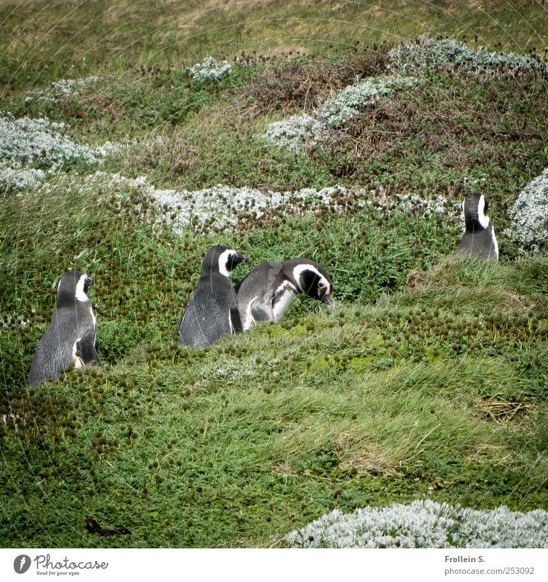 Sonntagsspaziergang Sommer Pampa Wildtier Humboldt Pinguin 4 Tier gehen lustig grau grün silber Zusammensein Patagonien Farbfoto Außenaufnahme
