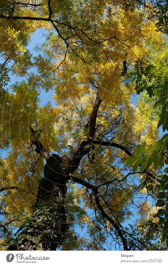 Herbst in Sofia Umwelt Landschaft Pflanze Luft Himmel Sonnenlicht Wetter Blatt Grünpflanze Wildpflanze entdecken authentisch Erfolg Ferne braun mehrfarbig gelb