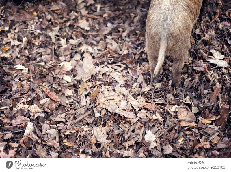 SAU! Umwelt Natur Landschaft ästhetisch Zoo Blatt Rascheln Schwein Wildschwein heimisch Viehzucht Herbst Herbstlaub herbstlich Herbstbeginn Herbstfärbung