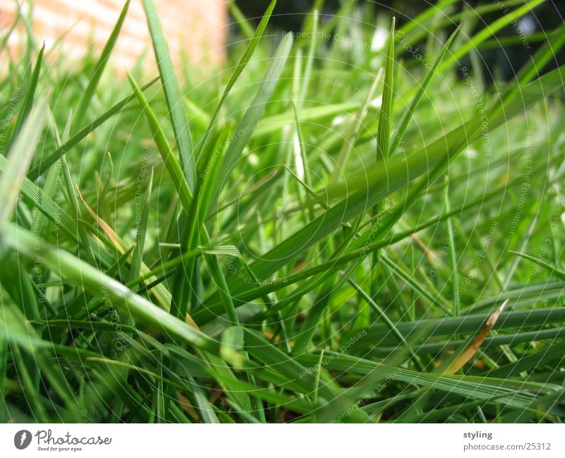 Gras grün Frühling Reifezeit nah Wachstum Bodenbelag