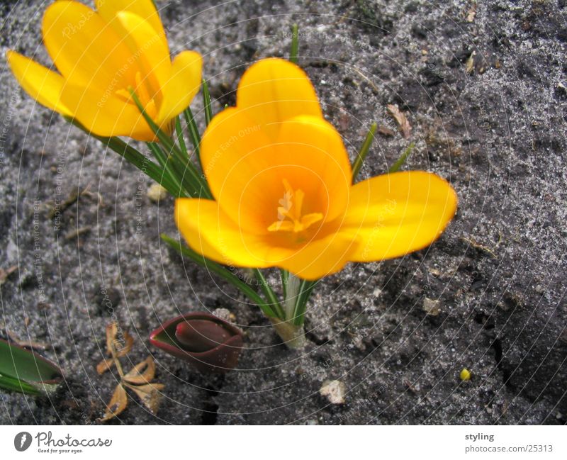 Frühling Blume springen gelb grün Flower Krokose Erde
