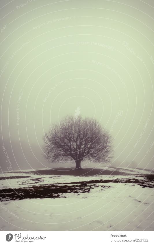 nebelheim Umwelt Natur Landschaft Winter Nebel Eis Frost Schnee Baum Wiese kalt trist Kraft Schutz Opferbereitschaft ruhig beweglich Einsamkeit Stress