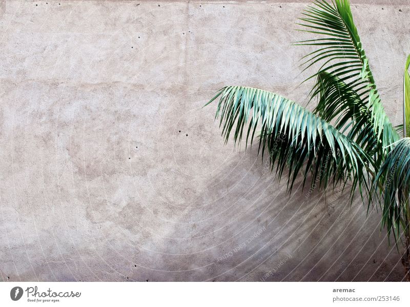 All Inclusive Pflanze Grünpflanze Palme Palmenwedel Mauer Wand Fassade exotisch Ferien & Urlaub & Reisen Farbfoto Gedeckte Farben Außenaufnahme Menschenleer