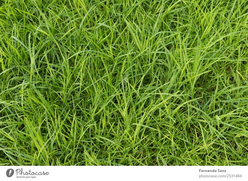 Ungeschnittener grüner Rasen / Gras. Reitsport Golf Fußball Fußballplatz Umwelt Natur Landschaft Pflanze Sommer Wetter Garten Park Feld Blühend wandern Duft