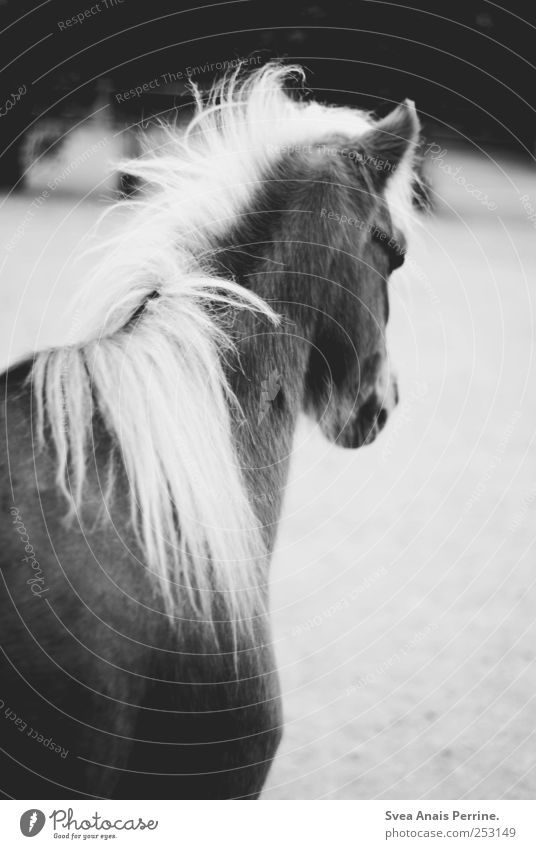 hophop. Zoo Wildtier Pferd Pferdekopf 1 Tier wild Traurigkeit Schwarzweißfoto Außenaufnahme Bewegungsunschärfe Tierporträt