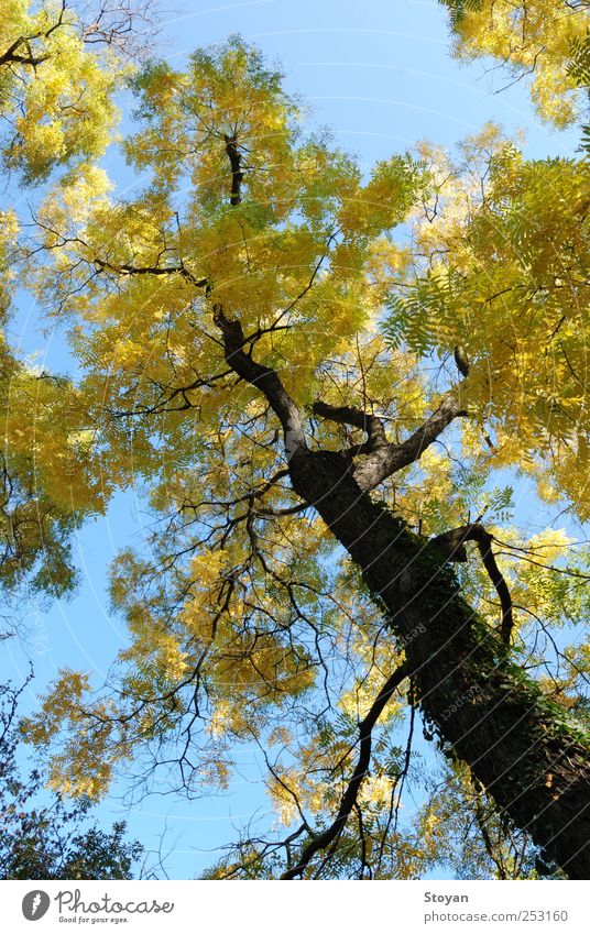Der Herbst Umwelt Natur Landschaft Pflanze Luft Himmel Sonnenlicht Schönes Wetter Baum Sträucher Moos Blatt Wildpflanze Garten Park Feld Wald