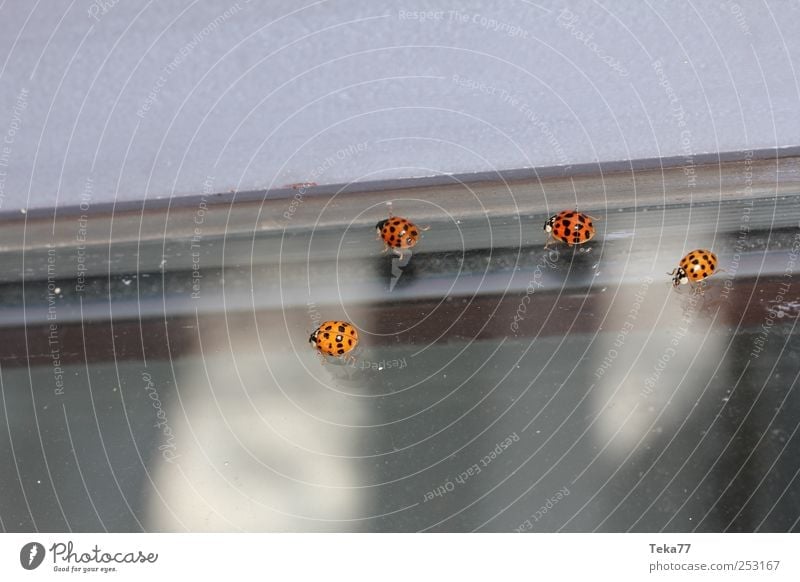 Käferausflug Umwelt Natur Industrieanlage Nutztier Marienkäfer 4 Tier Lupe gehen hängen Abenteuer