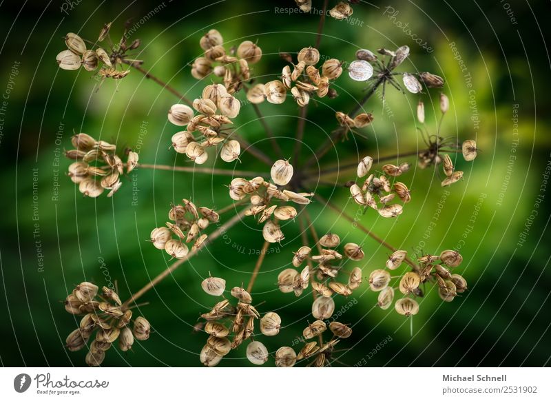 trocken Umwelt Natur Pflanze Sträucher Blüte natürlich braun grün Vergänglichkeit Farbfoto Nahaufnahme Makroaufnahme Menschenleer Tag Vogelperspektive