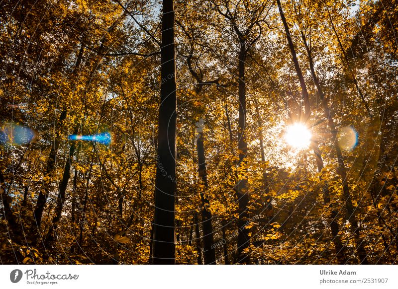 Herbstlicht Umwelt Natur Landschaft Sonne Baum Blatt Buchenwald Ahorn Wald glänzend leuchten positiv Wärme gelb orange Romantik Erholung Idylle Klima Optimismus