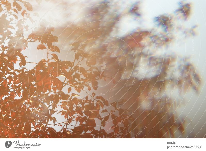Fototapete Roter Herbst Umwelt Natur Pflanze Baum Blatt Kirschpflaume Holz grau rot Reflexion & Spiegelung Farbfoto Außenaufnahme Tag Unschärfe