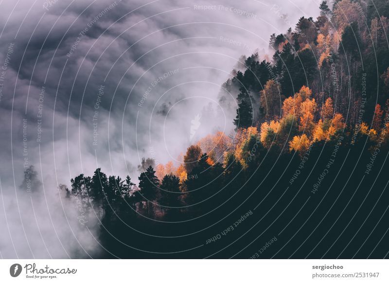 Herbst Herbst Natur Wolken Gewitterwolken Klimawandel schlechtes Wetter Nebel Baum Wald Hügel Berge u. Gebirge Bewegung Ferien & Urlaub & Reisen gigantisch
