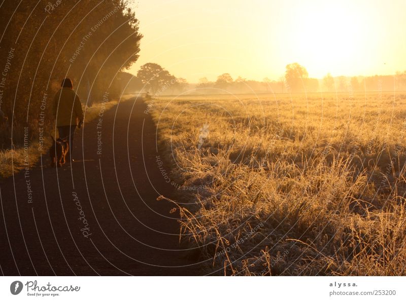 frostiger Sonnenaufgang. 1 Mensch Natur Landschaft Pflanze Sonnenuntergang Herbst Baum Sträucher Hund braun gelb Gedeckte Farben Außenaufnahme Morgendämmerung