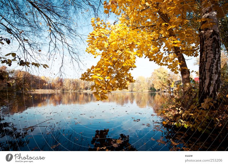 Herbstsee Umwelt Natur Landschaft Wasser Baum Blatt Seeufer schön gelb Idylle Herbstlaub Herbstbeginn November Wasseroberfläche Baumkrone Zweig Birke herbstlich