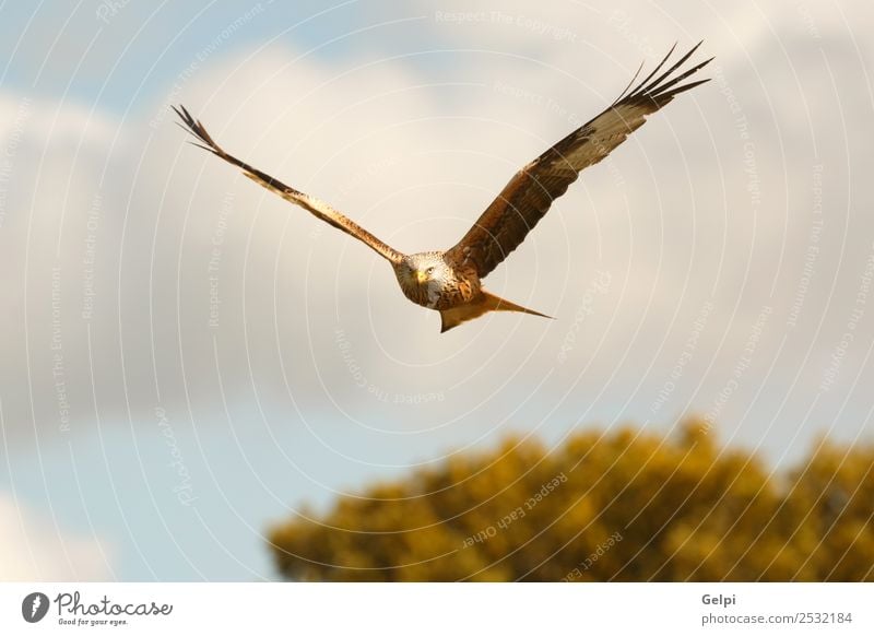Fantastischer Raubvogel auf dem Flug mit dem Himmel im Hintergrund Natur Tier Vogel Flügel fliegen Geschwindigkeit wild blau gold weiß Tierwelt Raptor Raubtier