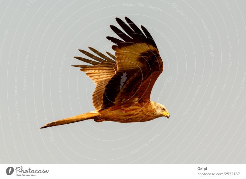 Fantastischer Raubvogel auf dem Flug mit dem Himmel im Hintergrund Natur Tier Vogel Flügel fliegen Geschwindigkeit wild blau gold weiß Tierwelt Raptor Raubtier